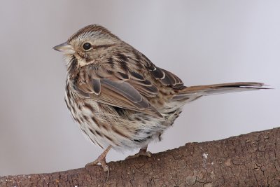 song sparrow 82