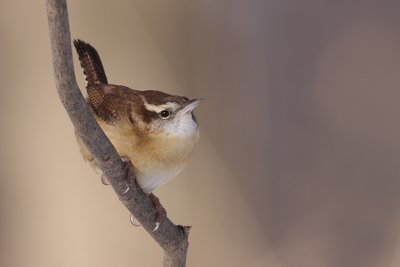 carolina wren 21