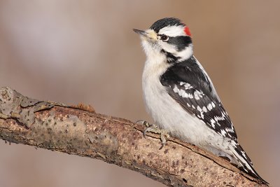 downy woodpecker 301