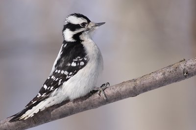 downy woodpecker 302