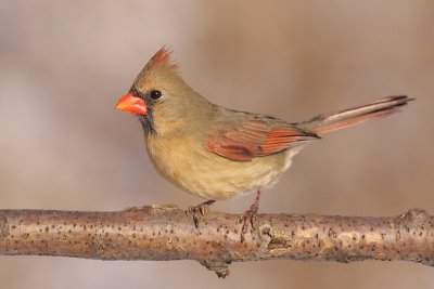 cardinal 290