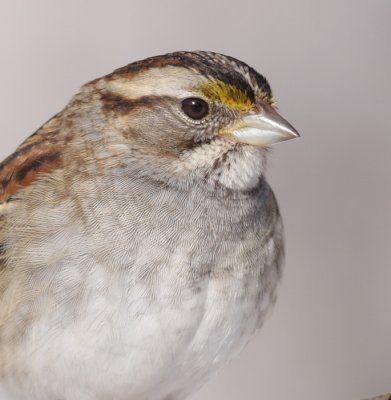 white-throated sparrow 112