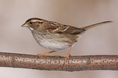 white-throated sparrow 113