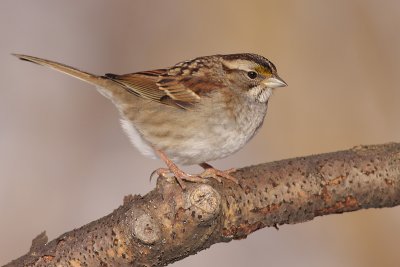 white-throated sparrow 114