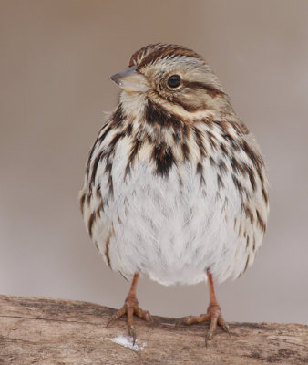 song sparrow 83