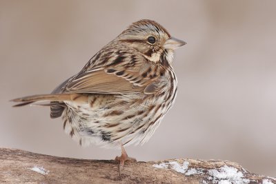 song sparrow 84