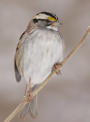 white-throated sparrow 116