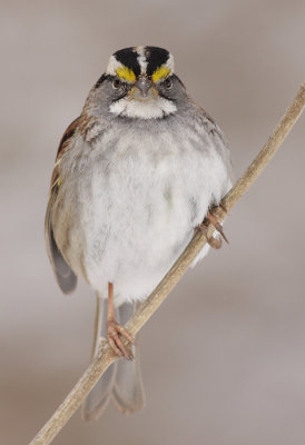 white-throated sparrow 117