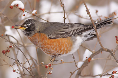 robin 91
