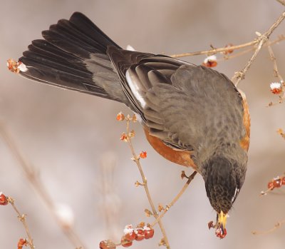 robin 93