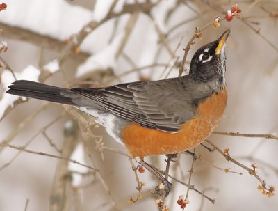 robin 94