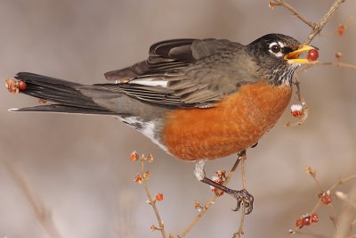 robin 95