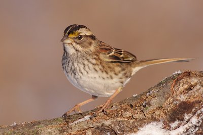 white-throated sparrow 119
