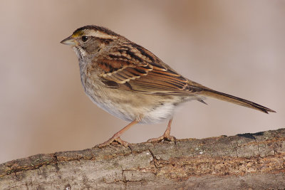white-throated sparrow 120