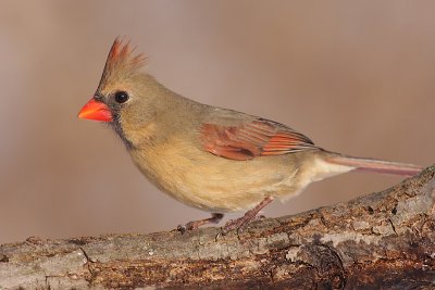 cardinal 291