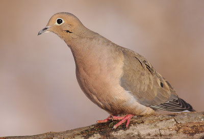 mourning dove 47