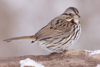 song sparrow 85