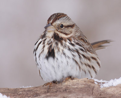 song sparrow 86