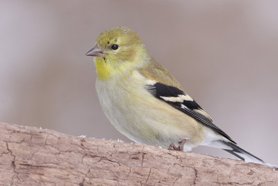 goldfinch 39