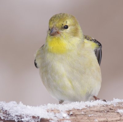 goldfinch 40