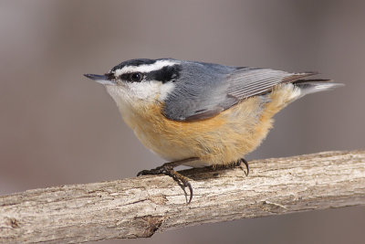 red breasted nuthatch 4