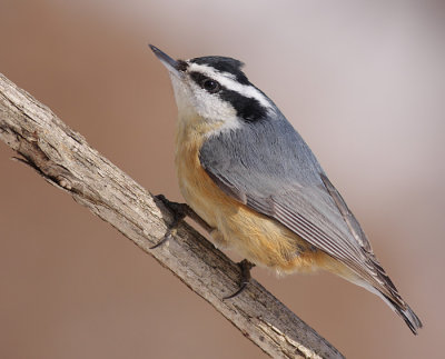 red breasted nuthatch 7