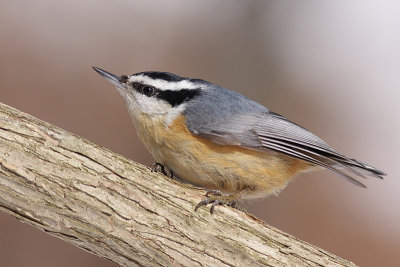 Red-breasted Nuthatch - Male