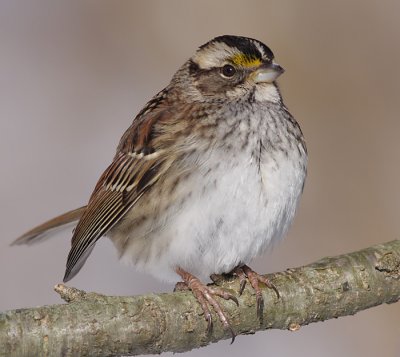 white-throated sparrow 123