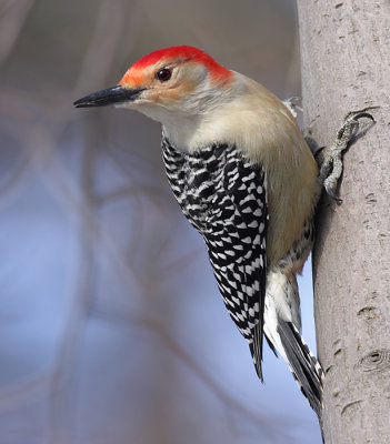 rred-bellied woodpecker 37