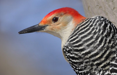 red-bellied woodpecker 39