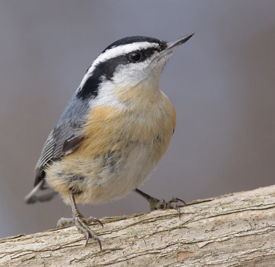 red breasted nuthatch 11