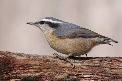 red breasted nuthatch 14