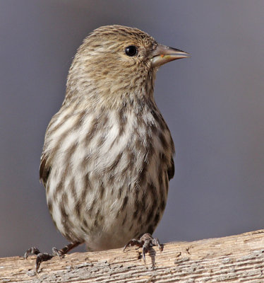 pinesiskin.JPG