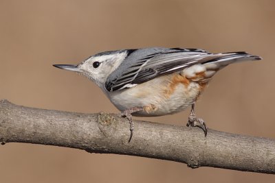 white-breasted nuthatch 229