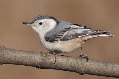 White-breasted Nuthatch - Female