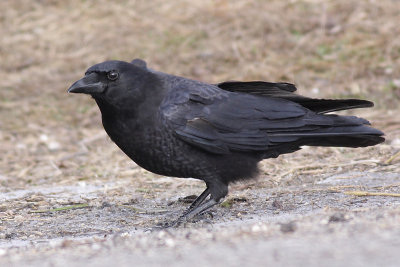 crow 9
