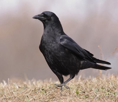 crow 10