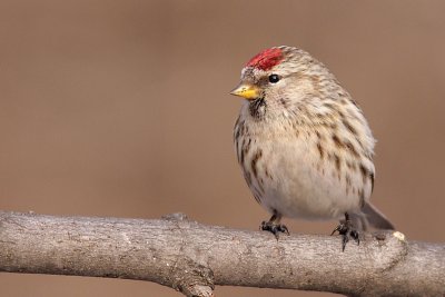 redpoll 9