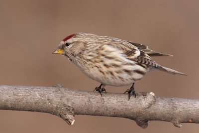 redpoll 10
