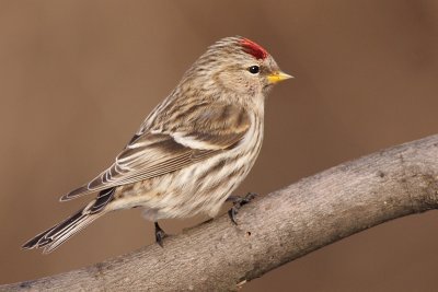 redpoll 11