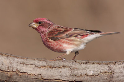 purple finch 28