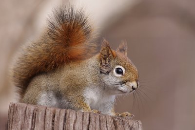 red squirrel 91