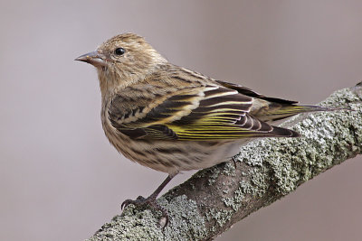 pinesiskin3.JPG