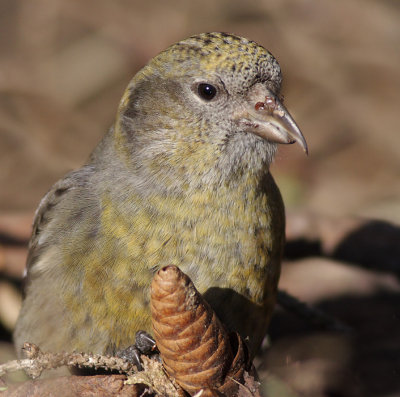 crossbill 2