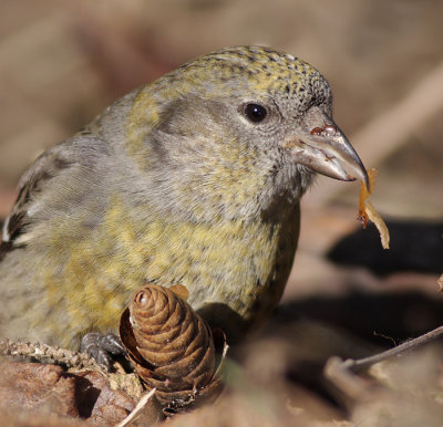 crossbill 3