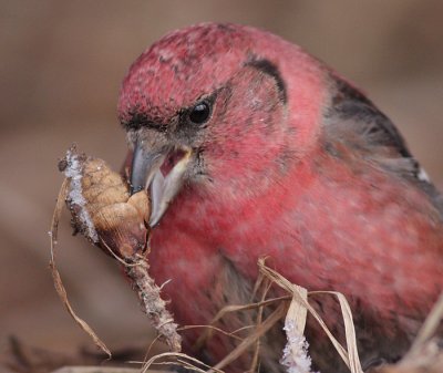 crossbill 6