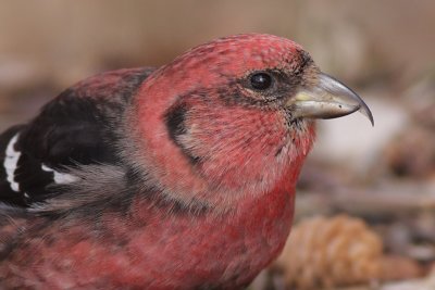 crossbill 13