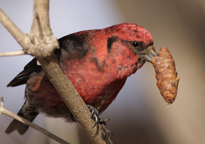 crossbill 17