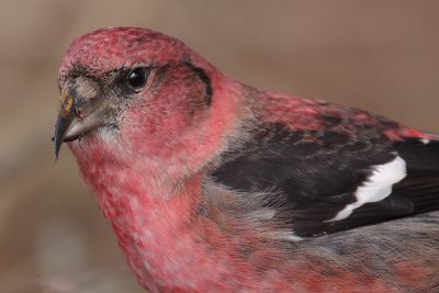 crossbill 23