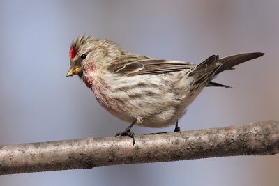 redpoll 7